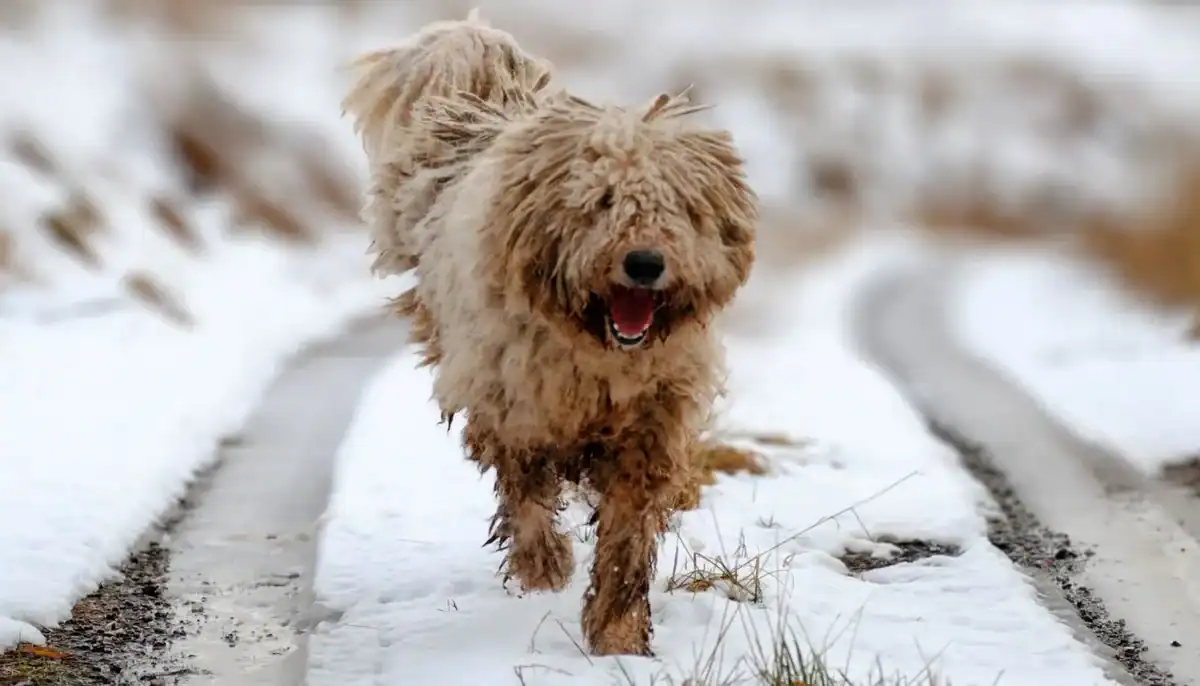 Happy fluffy dog running on snowy trail in winter landscape.