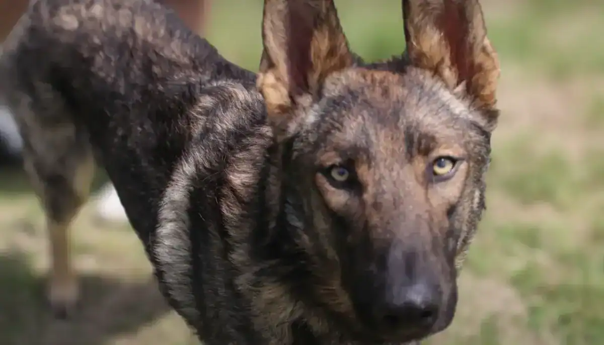 Dog with brindle coat and yellow eyes in an outdoor setting.