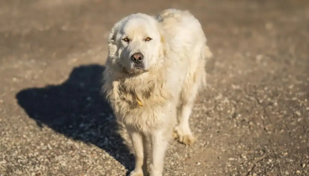 Maremma Sheepdog standing outdoors on gravel with shadow cast behind it.