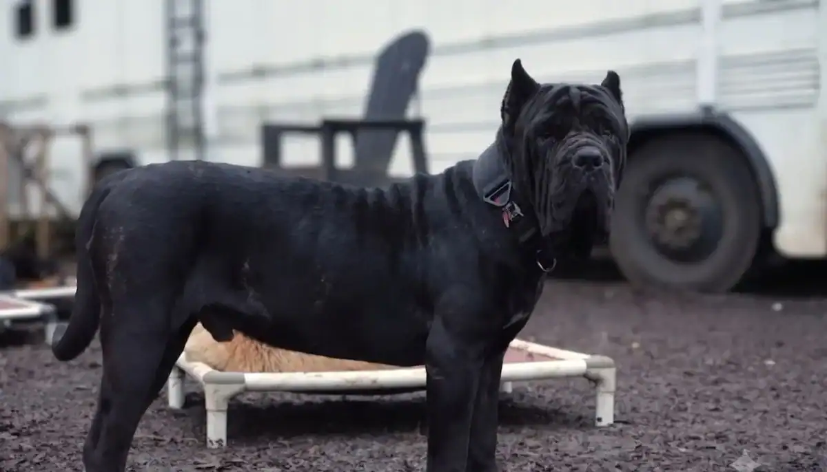 Black Neapolitan Mastiff standing outdoors near a white trailer.