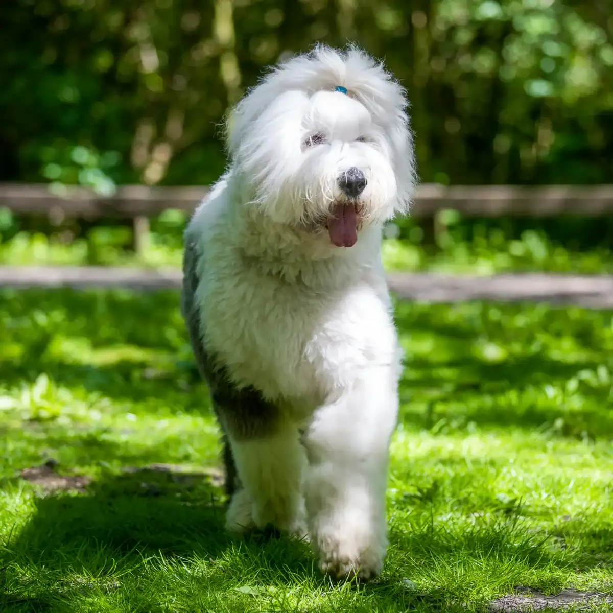 Old English Sheepdog, a big fluffy dog breed