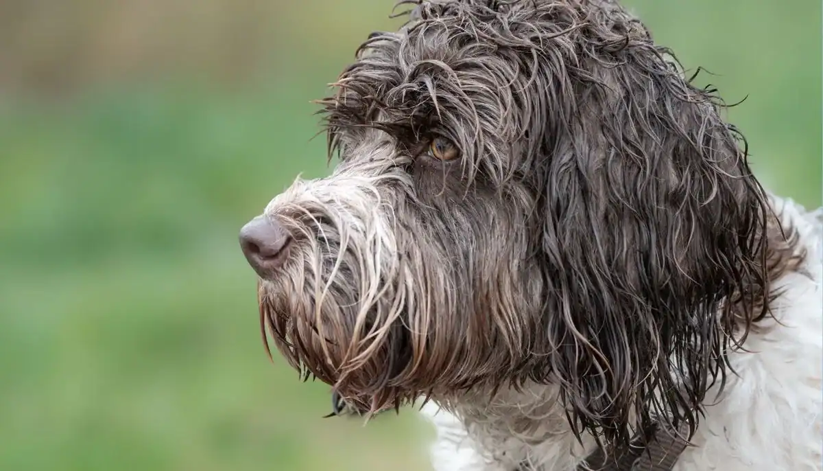 Close-up of a Portuguese Water Dog with curly coat and expressive eyes.