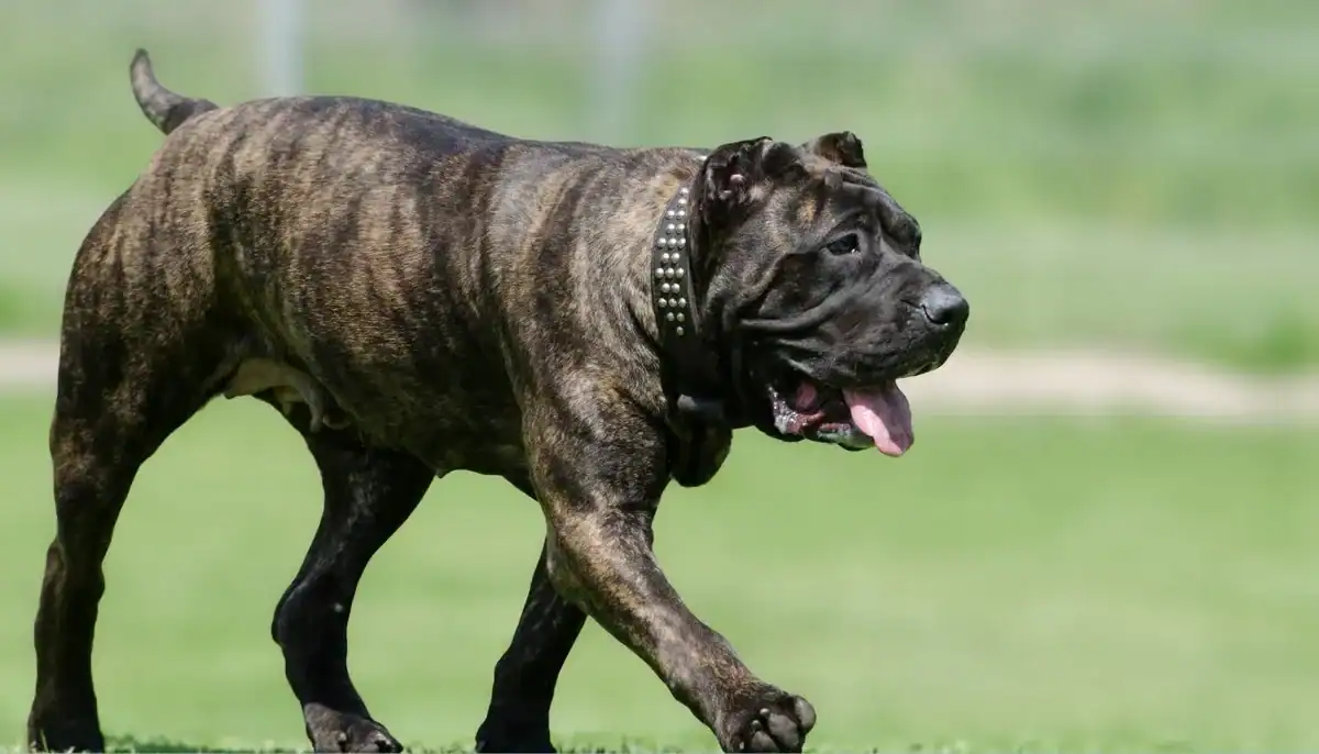 Brindle Presa Canario puppy walking outdoors on grass.