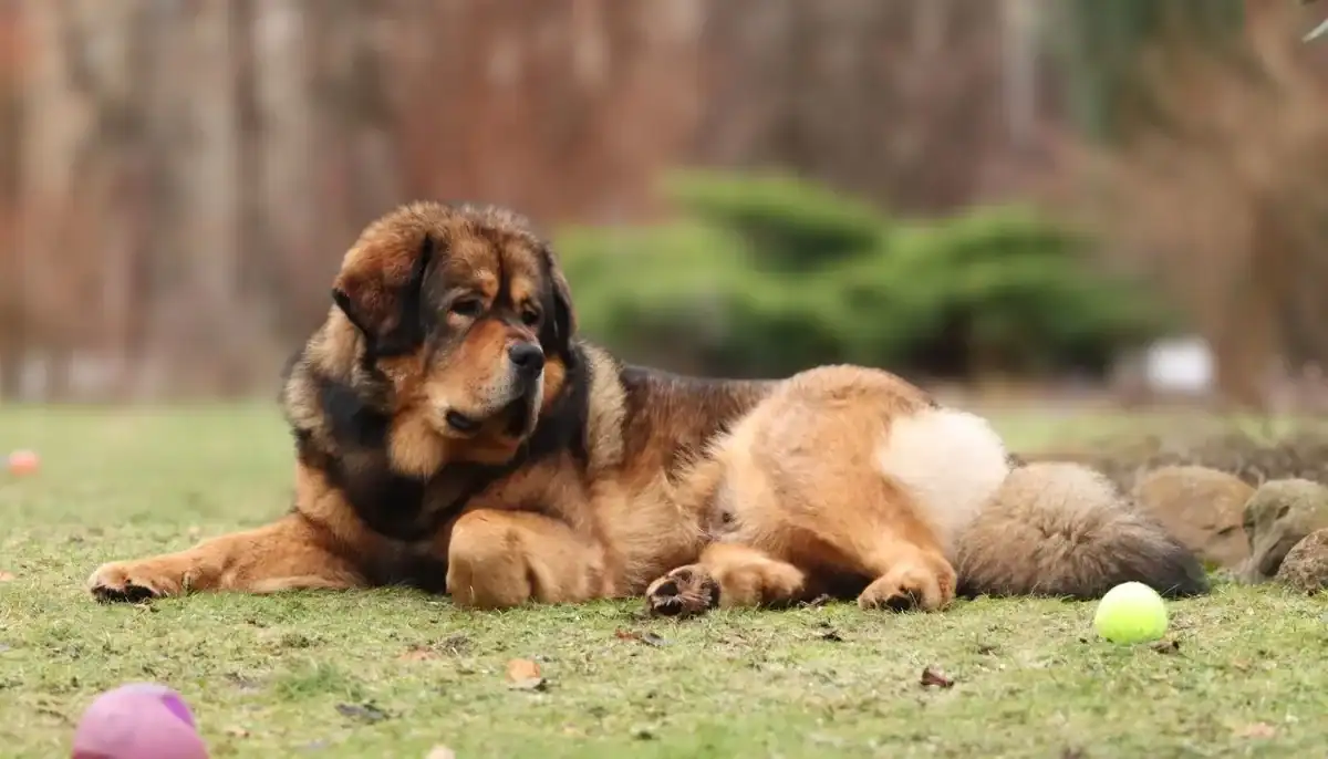 tibetan mastiff