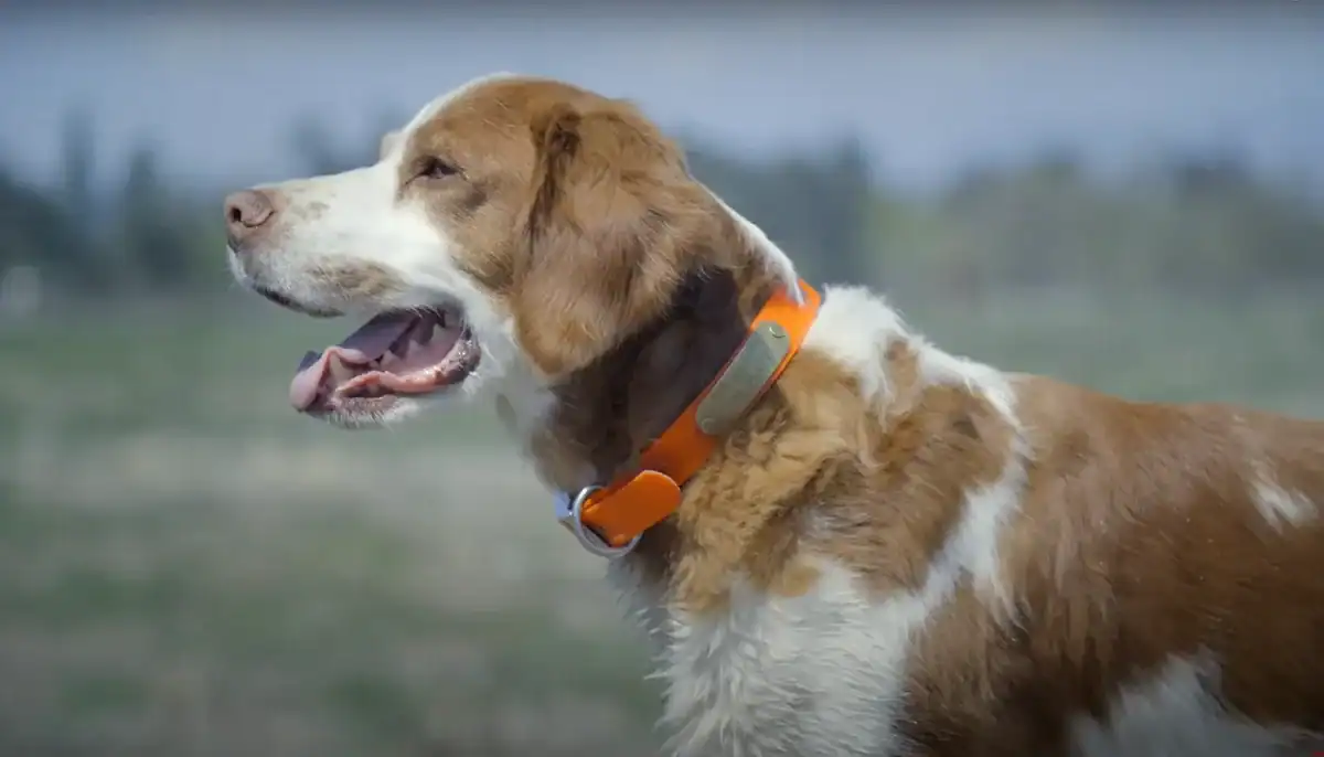 brittany spaniel