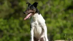 Smooth Fox Terrier sitting outdoors with a green background.
