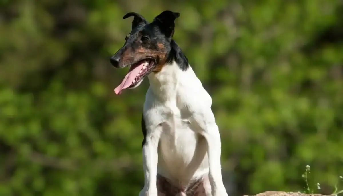Smooth Fox Terrier sitting outdoors with a green background.