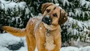 Young dog with snow on its face and ears in a snowy outdoor setting.