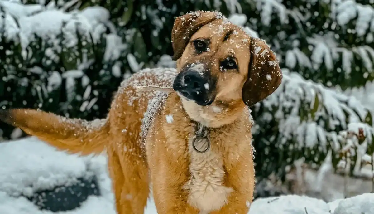 Young dog with snow on its face and ears in a snowy outdoor setting.