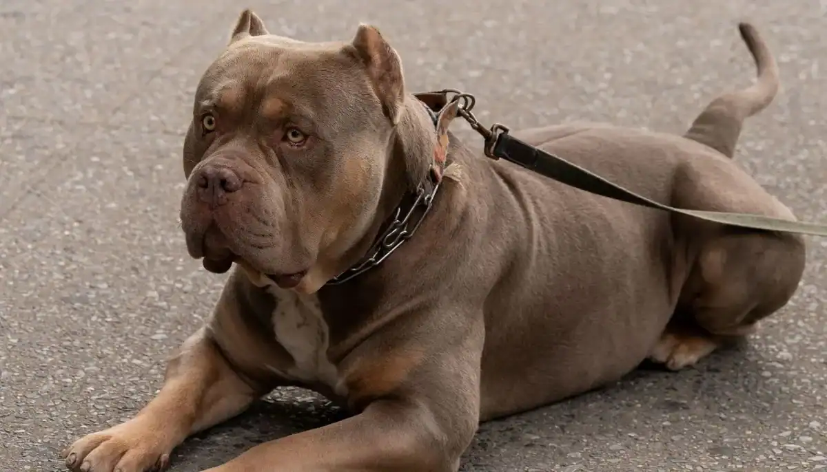 American Bully lying on the ground with a leash, looking alert.