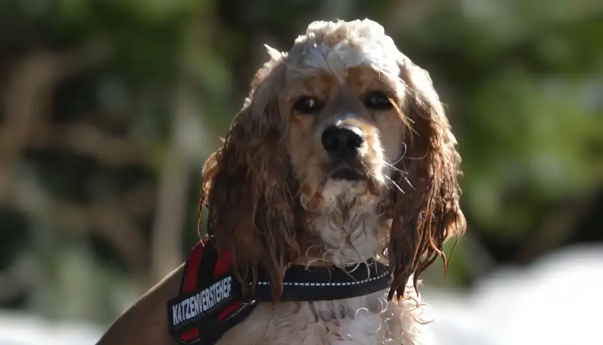 Close-up of an American Cocker Spaniel with long ears and expressive eyes.