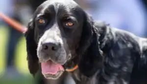 Close-up of a black and white dog with brown eyes and a pink tongue.