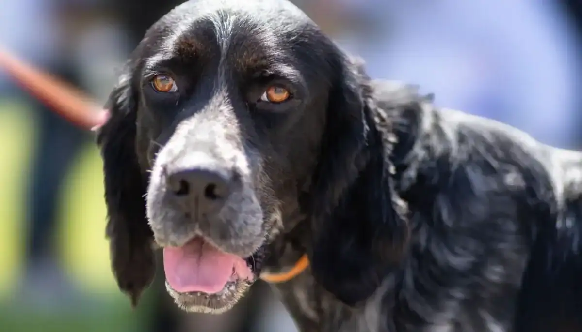Close-up of a black and white dog with brown eyes and a pink tongue.