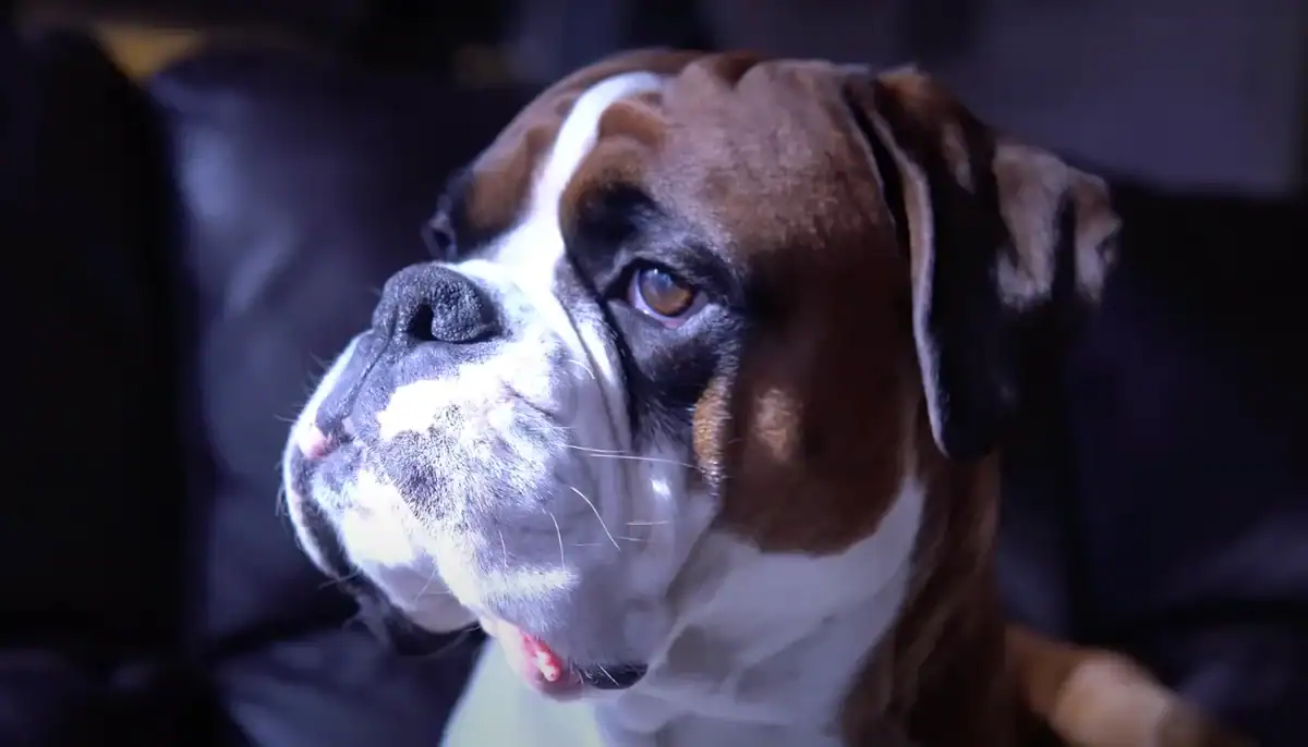 Boxer dog
