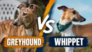 Greyhound and Whippet facing each other with 'VS' in between, breed comparison image.