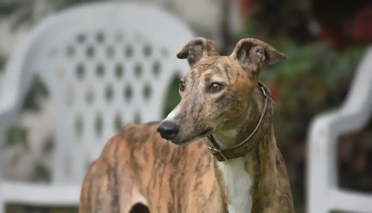 Brindle Greyhound dog standing outdoors with white garden chairs in background.