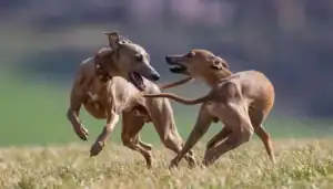 Two dogs playing and chasing each other on a grassy field.