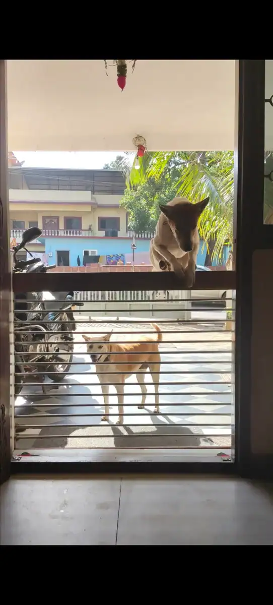 Rambo, a rescued street dog, jumping over a barred gate while Mun Mun stands below