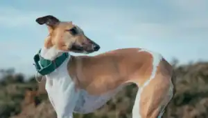 Whippet dog with a tan and white coat, looking to the side in outdoor setting.