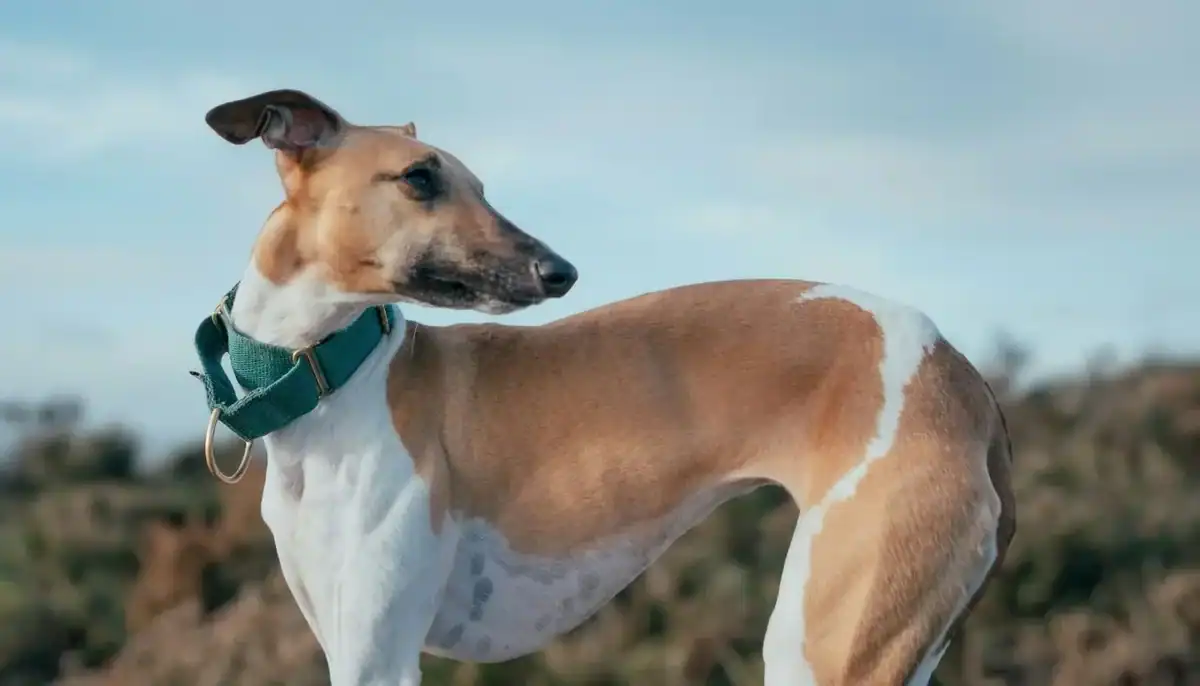 Whippet dog with a tan and white coat, looking to the side in outdoor setting.