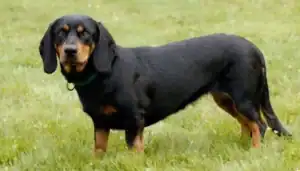 A black and tan Dachshund standing on grass, looking at the camera.