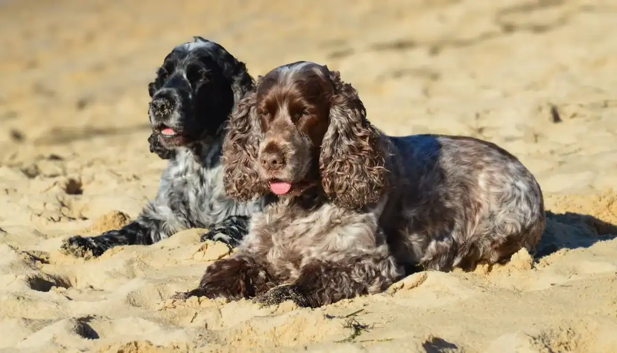 Two English Cocker Spaniel puppies lying on sandy ground.