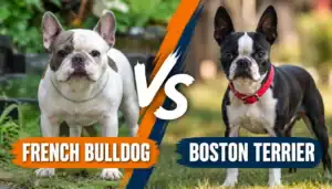 French Bulldog and Boston Terrier facing each other with breed names displayed.