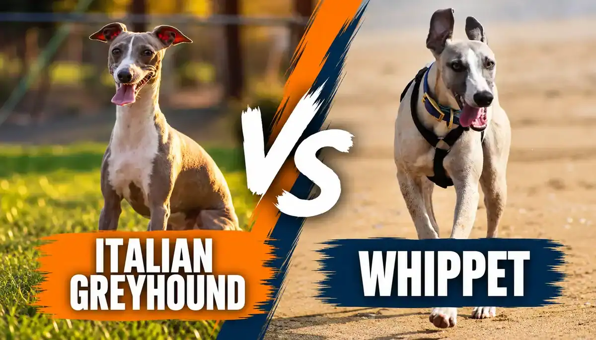 Italian Greyhound vs Whippet comparison for breed characteristics.